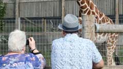 Guests and Giraffe