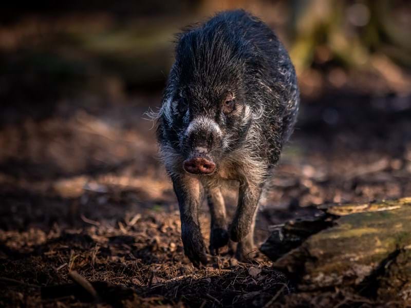 Visayan Warty Pig (CR. David Roberts)