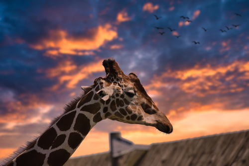 Sunset CR. Malcolm Cole Giraffe