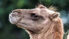 Camel Looking