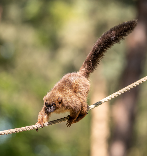 2023 05 31 2023 Red Bellied Lemurs 2 Dr Ywp