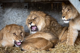 ACP MDM210324ZOO 49