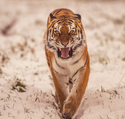 2023 Land Of The Tiger Dr Ywp 88