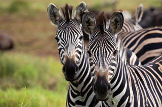 Adobestock 417782274