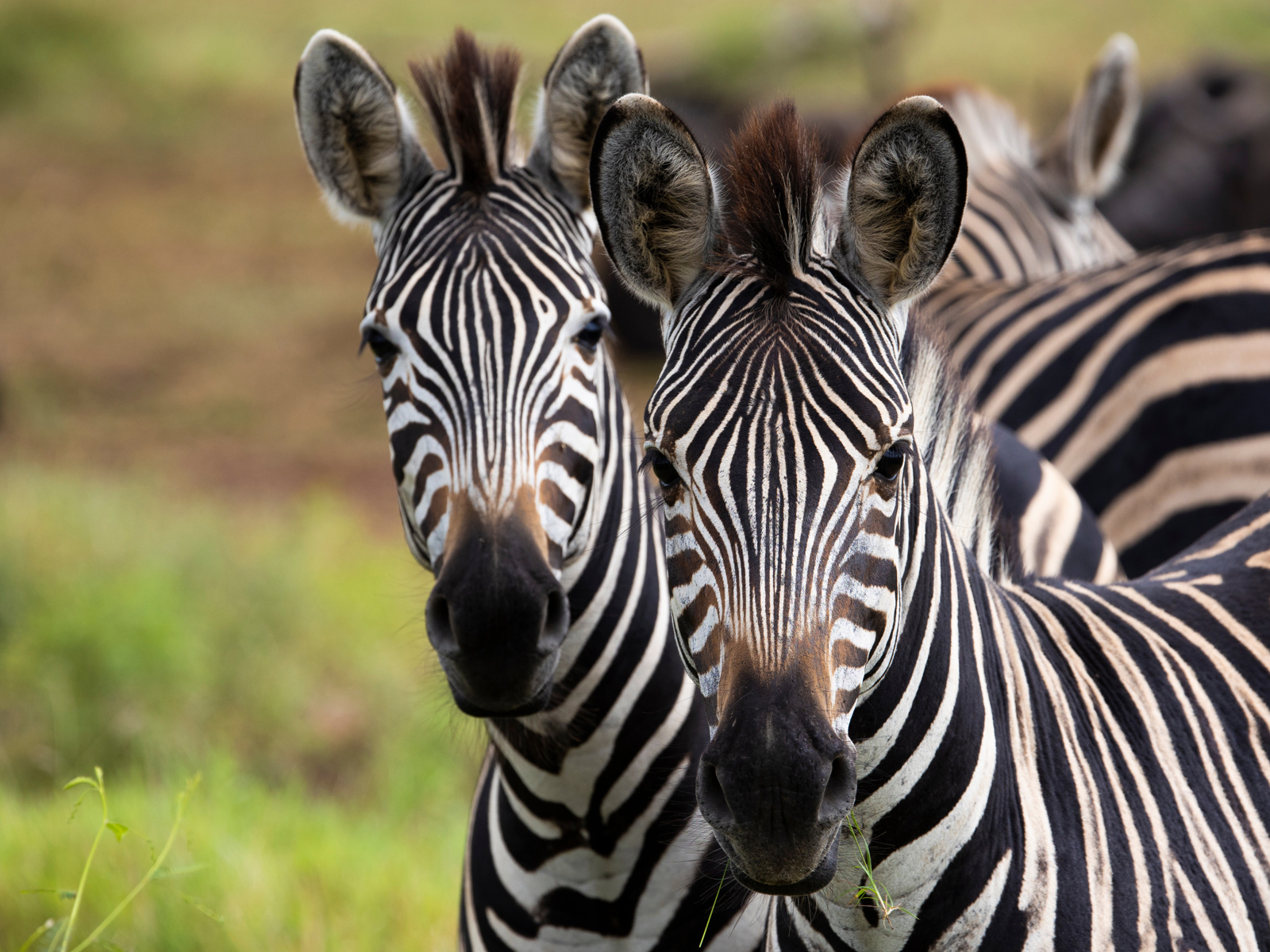 Adobestock 417782274