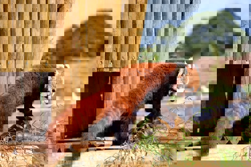 Red Panda Cr Stuart Taylor Pearson