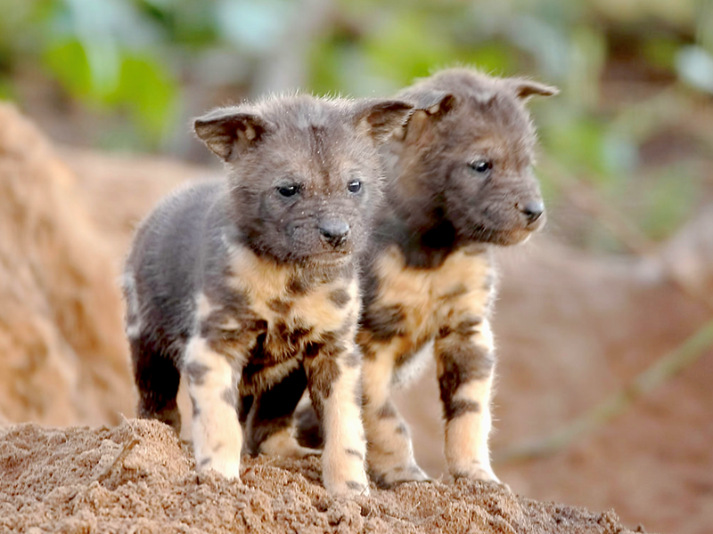Painted Dog Pups