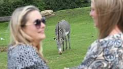 Summer guests Zebra