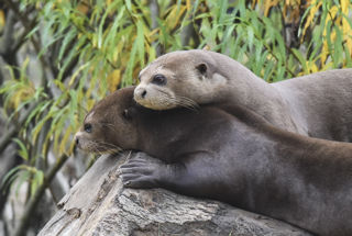 Giant Otter Two Together Love And Cuddles