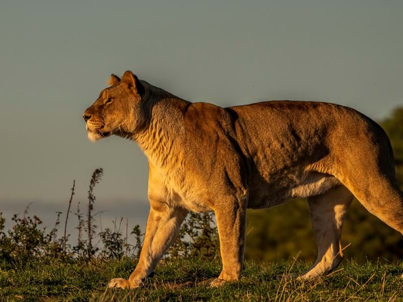 African Lioness  (CR. David Roberts)
