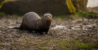 2024 Giant Otter Dr Ywp 1