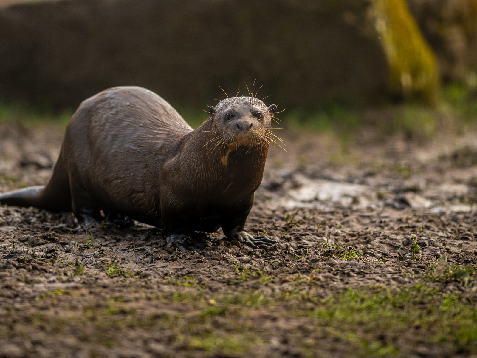 2024 Giant Otter Dr Ywp 1