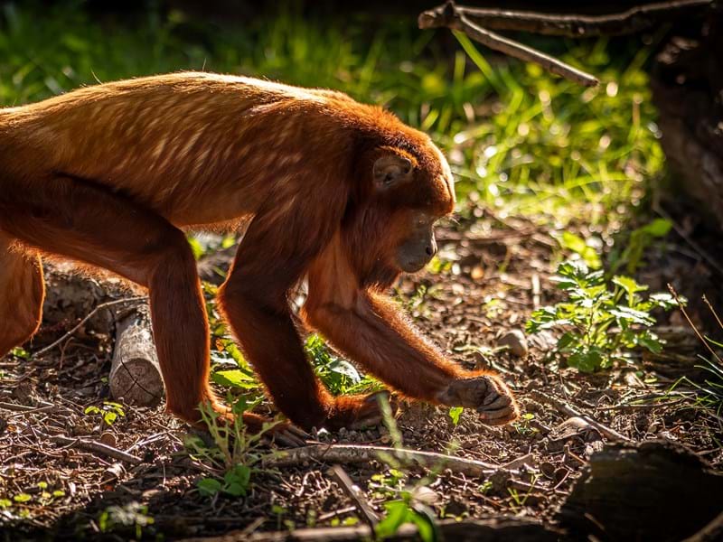 Howler Monkey on the ground (CR. David Roberts)