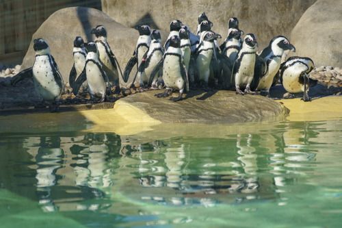 YWP Penguins 006