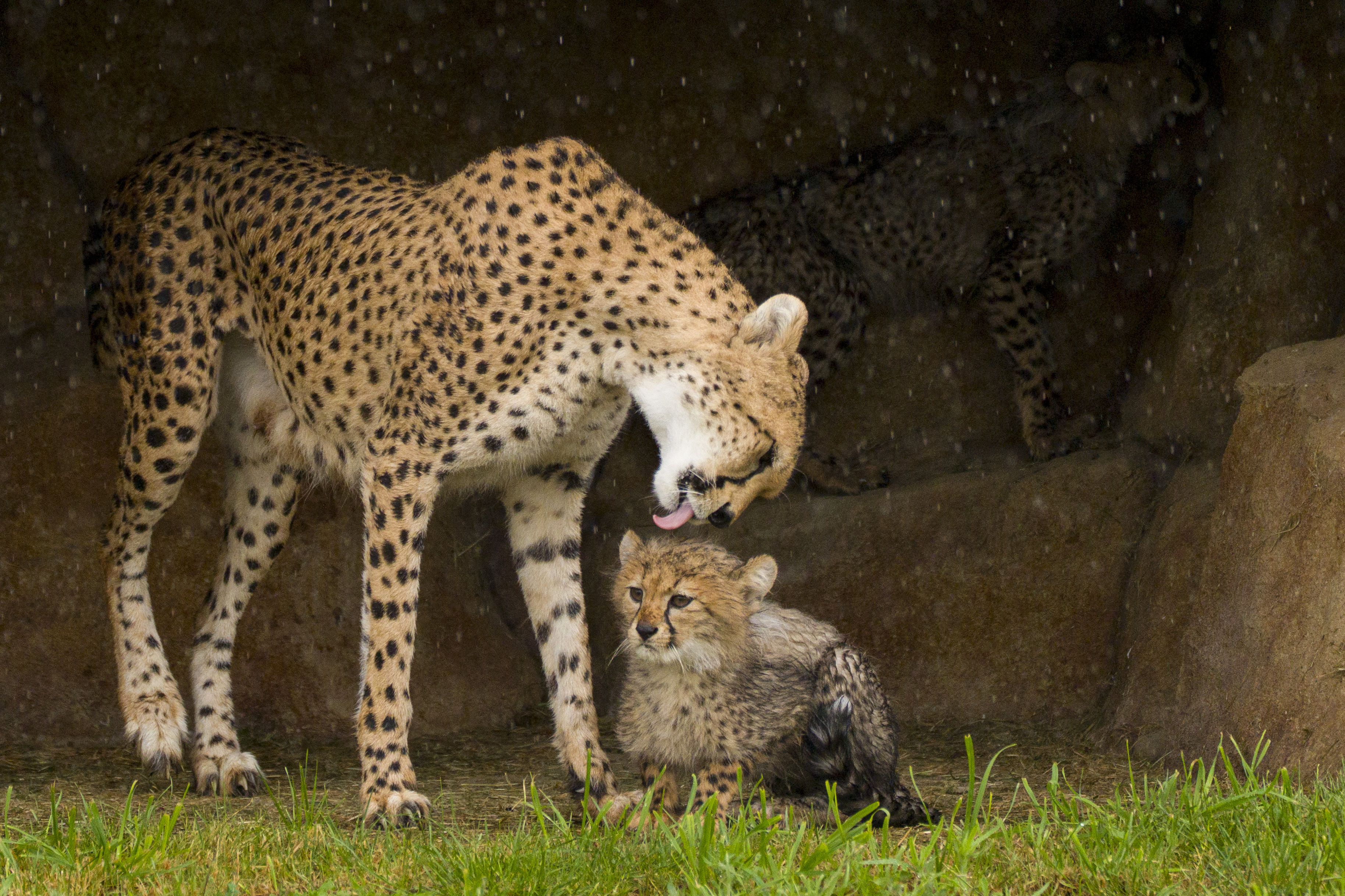 YWP Cheetah Cubs 006