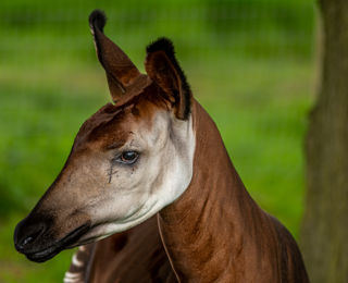 2022 06 01 2022Okapi Portrait 1 Dr Ywp