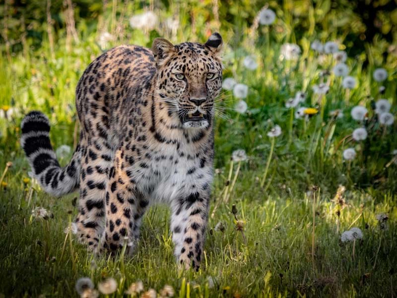 Amur Leopard (Cr.George Cuevas)