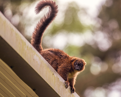 2024 Red Bellied Lemur Dr Ywp 1