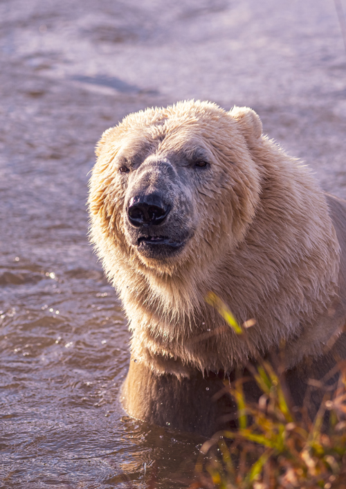 2023 Project Polar 1 Dr Ywp 4