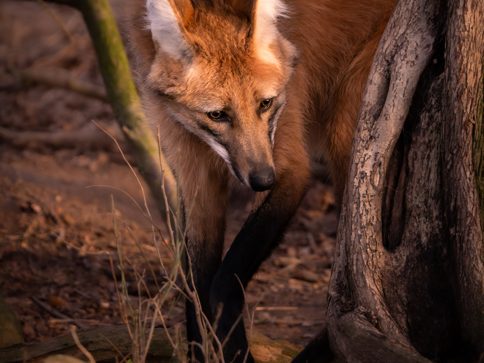 Paul Schofield The Twilight Strand Mammals Paul Schofield