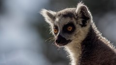 Ring Tailed Lemur (CR. David Roberts)