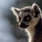 Ring Tailed Lemur (CR. David Roberts)