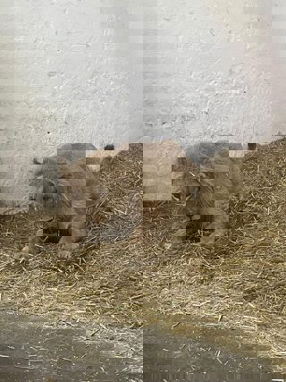 68F3225e F653 49De 92D8 90B931fb5d1d 2