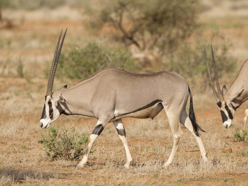 Oryx In Wild