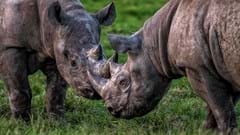 Rhinos together (CR. David Roberts)
