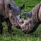 Rhinos together (CR. David Roberts)