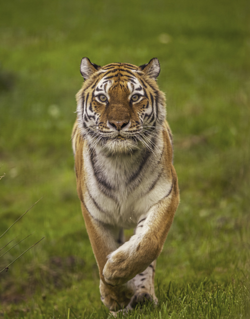 2024 Land Of The Tiger Dr Ywp 55