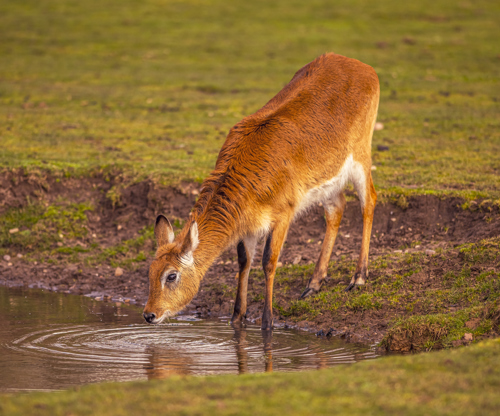 2024 Lechwe Dr Ywp 1