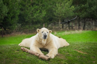 Hamish 2
