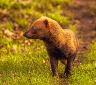 2024 Bush Dog Dr Ywp 7