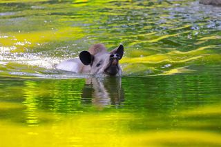South American Tapir 7310735 1280