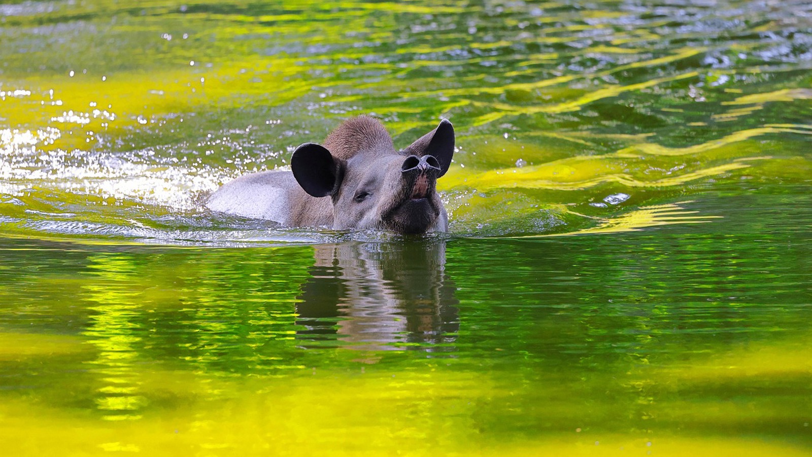South American Tapir 7310735 1280