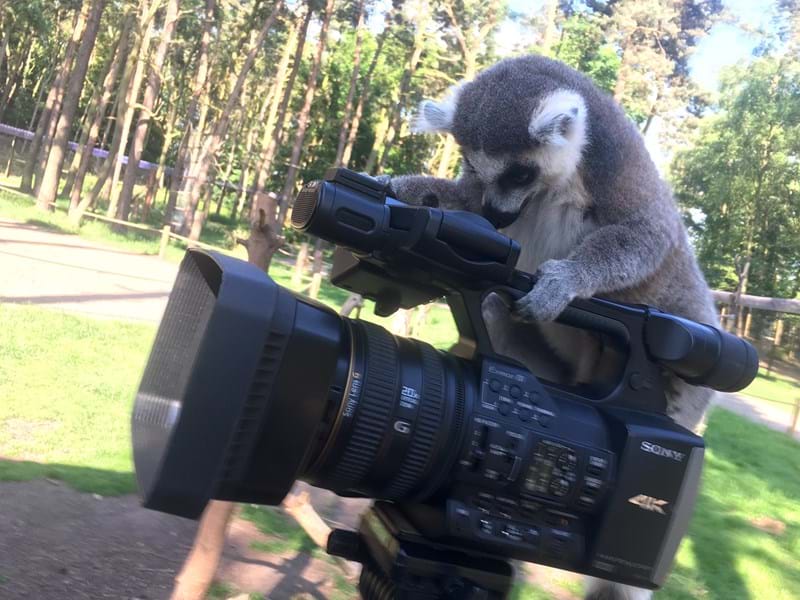Lemur On Camera