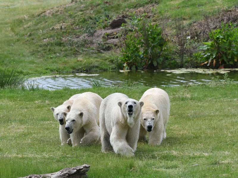 Flocke the Polar Bear with Polar Bear cubs