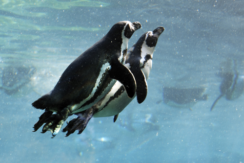 Two Auks Swimming Water Winter