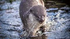 Otter Splash