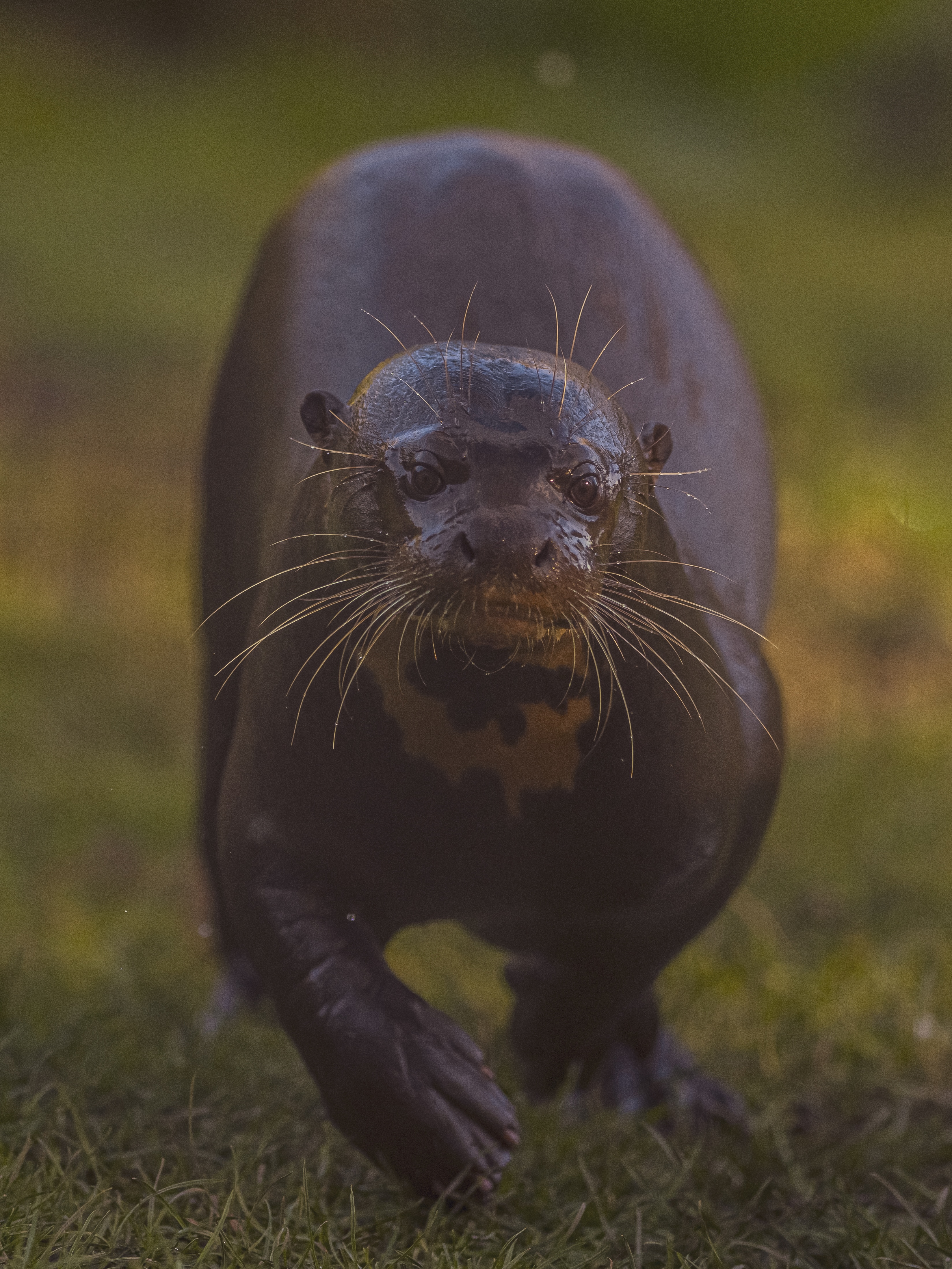 2025 Giant Otter Dr Ywp 5