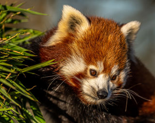 2021 12 15 2021Red Panda Feeding 1 Dr Ywp
