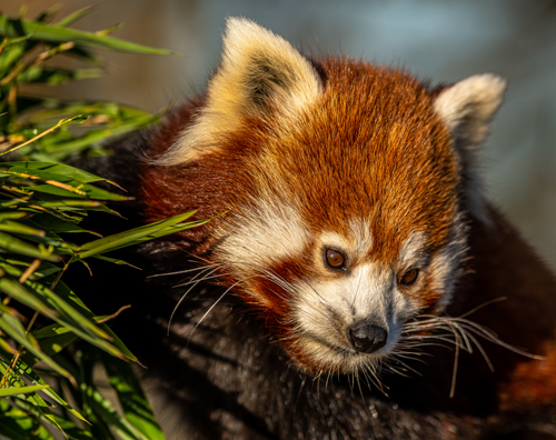 2021 12 15 2021Red Panda Feeding 1 Dr Ywp