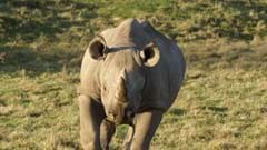 Rhino (CR. Samantha Button)