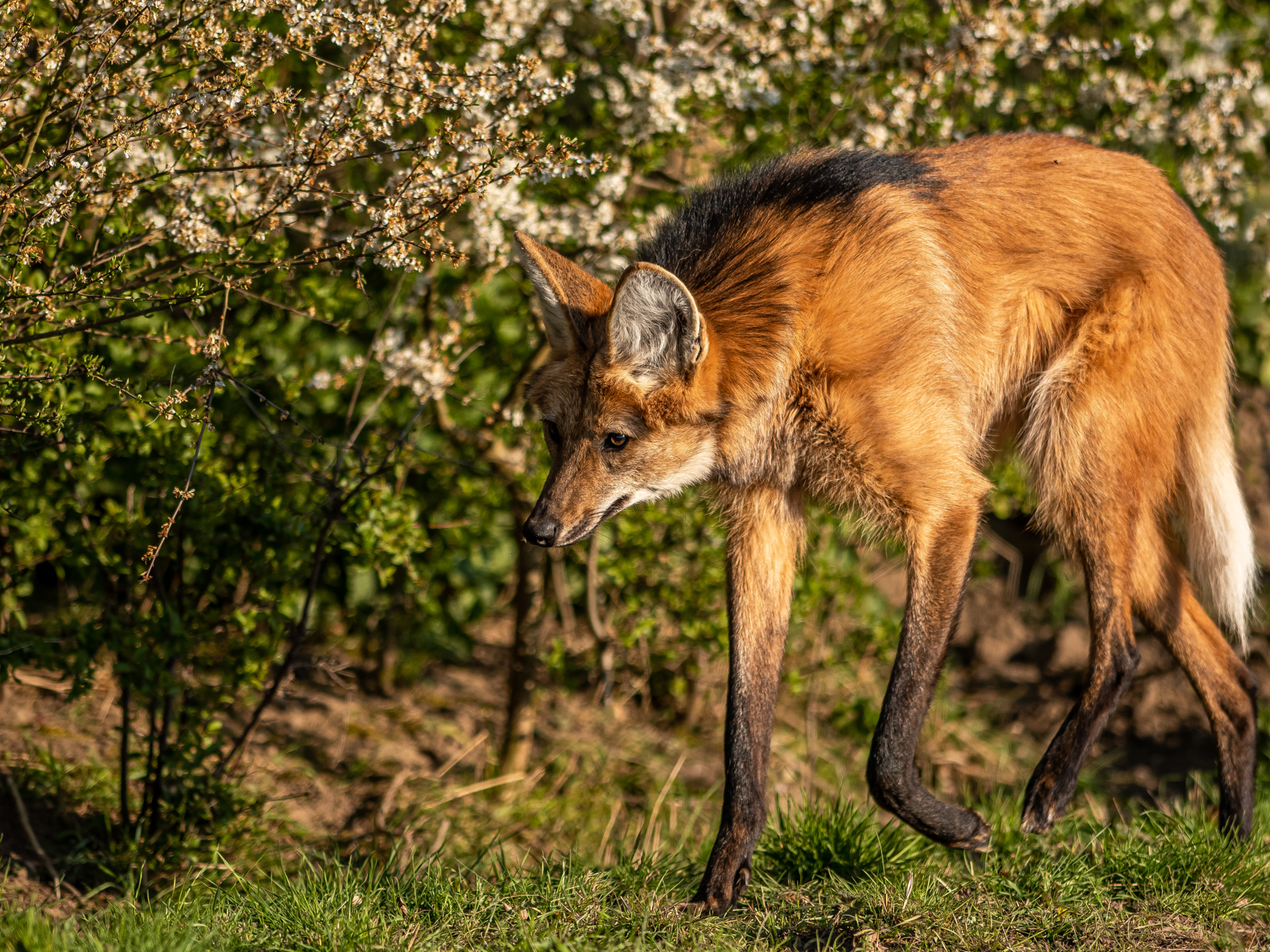 2021 05 06 2021Maned Wolf On The Prowl 1 Dr Ywp Copy