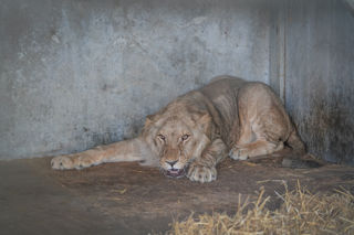 Lion Rescue 3 29