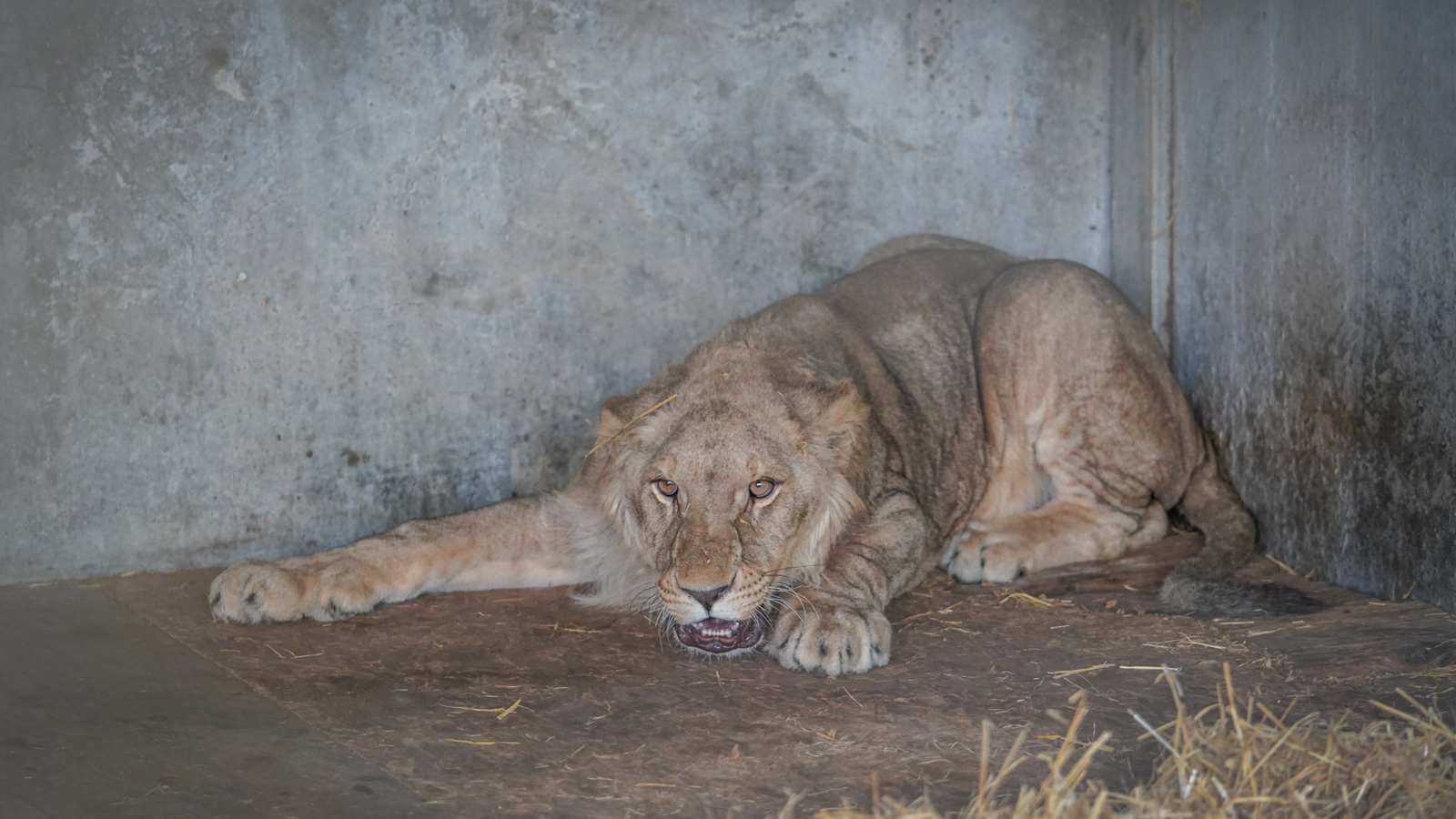 Lion Rescue 3 29