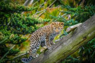 Leopard Cubs In Main Reserve 03