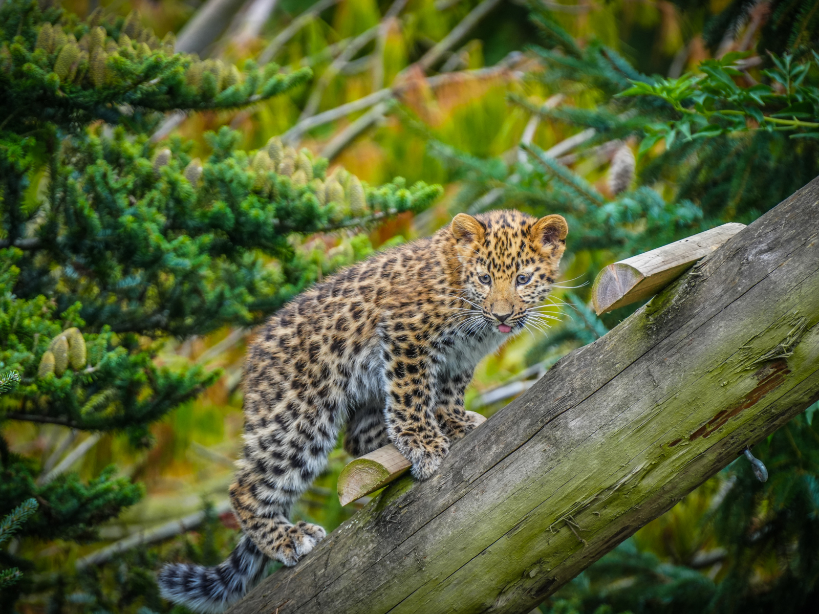 Leopard Cubs In Main Reserve 03