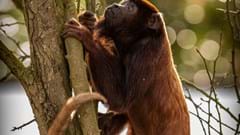 Howler Monkey (CR. David Roberts) (3)